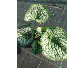 Brunnera macrophylla ‘Sea Heart’