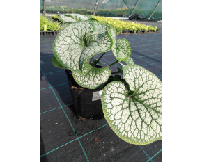 Brunnera macrophylla ‘Sea Heart’
