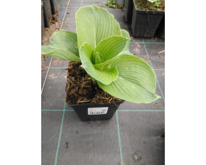 Hosta sieboldiana ‘Elegans’