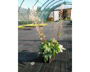 Heucherella ‘White Revolution’