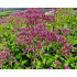 Eupatorium maculatum ‘Atropurpureum’