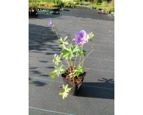Geranium ‘Brookside’