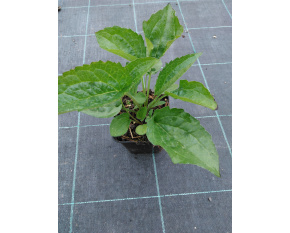 Rudbeckia sullivantii ‘Goldsturm’