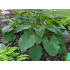 Hosta ‘T Rex’