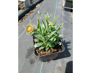 Aster alpinus ‘Happy End’
