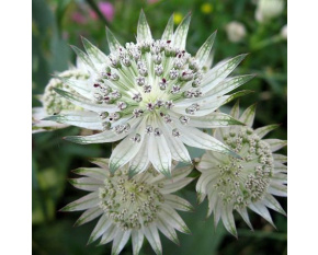 Astrantia major ‘Alba’