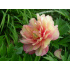 Paeonia ‘Julia Rose’
