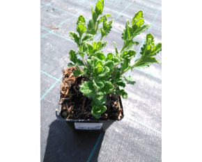 Teucrium chamaedrys