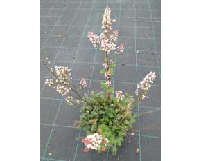 Heucherella ‘White Revolution’