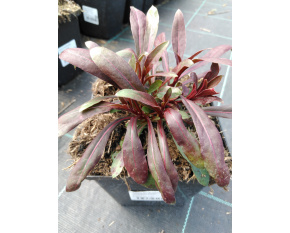 Gaura lindheimeri ‘Siskiyou Pink’