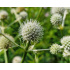 Eryngium yuccifolium