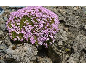 Dianthus arpadianus ssp. pumilus