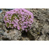 Dianthus arpadianus ssp. pumilus