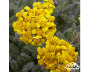 Achillea tomentosa ‘Aurea’