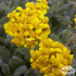 Achillea tomentosa ‘Aurea’