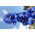 Delphinium elatum ‘Finsteraarhorn’