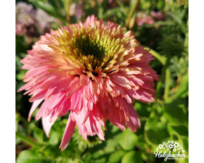 Echinacea ‘Pink Bonbon’