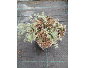 Thymus praecox v. pseudolanuginosus