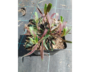 Gaura lindheimeri ‘Rosy Jane’