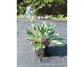 Cynoglossum amabile