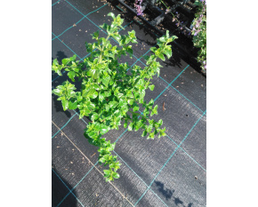 Calamintha nepeta ‘subsp. nepeta