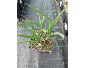 Hemerocallis lilioasphodelus