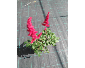 Astilbe x arendsii ‘Fanal’