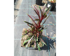 Gaura lindheimeri ‘Baby Butterfly Dark Pink’