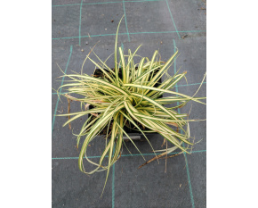 Carex oshimensis ‘Evergold’