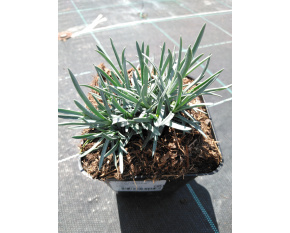 Dianthus plumarius ‘Angel of Virtue’
