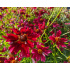 Coreopsis verticillata ‘Ruby Red’