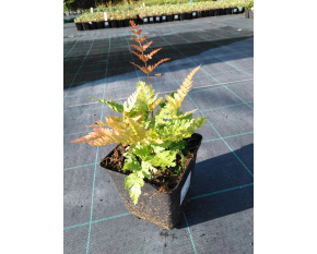 Dryopteris erythrosora