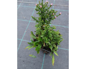 Aster dumosus ‘Paleček’