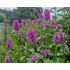 Stachys monnieri ‘Hummelo’