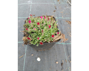 Delosperma ‘Eyes of Medusa’
