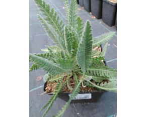 Achillea filipendulina ‘Coronation Gold’