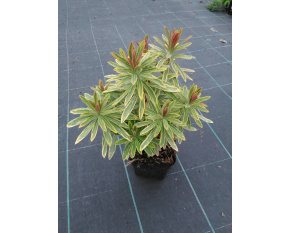Euphorbia x martinii ‘Ascot Rainbow’
