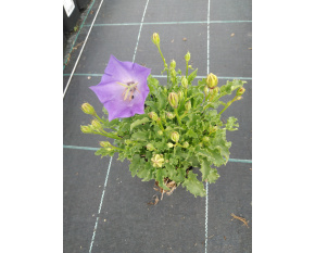 Campanula carpatica ‘Pearl Deep Blue’