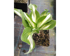 Hosta undulata ‘Mediovariegata’