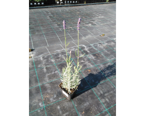 Lavandula angustifolia ‘Hidcote Blue’