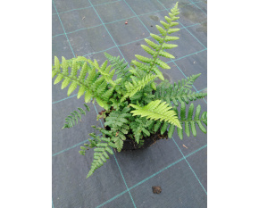 Dryopteris affinis