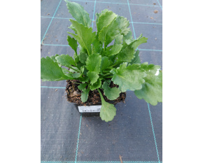 Leucanthemum vulgare ‘May Queen’