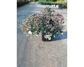 Sedum cauticola ‘Lidakense’