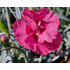 Dianthus plumarius ‘Angel of Hope’