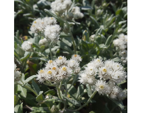 Anaphalis triplinervis ‘Silver Wave’
