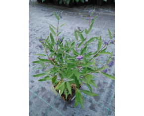 Caryopteris × clandonensis ‘Dark Knight’