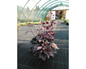 Heucherella ‘Plum Cascade’