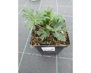 Aconitum carmichaelii ‘Arendsii’