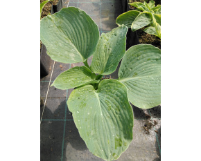 Hosta sieboldiana ‘Elegans’