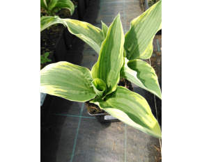 Hosta ‘Antioch’